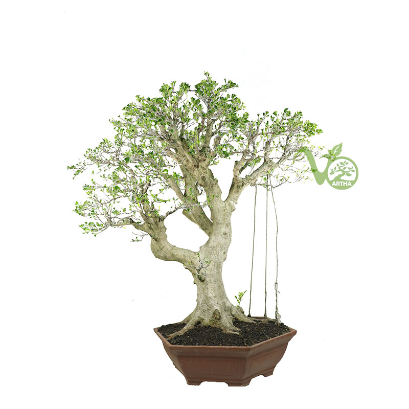 Ficus microcarpa